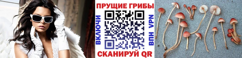 купить   Кукмор  площадка состав  Галлюциногенные грибы MAGIC MUSHROOMS 